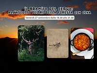 Il bramito del Cervo: all’ascolto del Re della Foresta con cena - Venerdì 27 settembre 2024 dalle 18.30