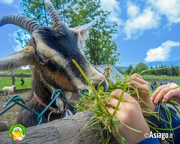 Capretta a Il Cason delle Meraviglie