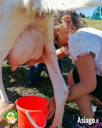 Bimba munge capretta a Il Cason delle Meraviglie