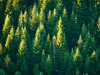 "ALBERI MONUMENTALI E LE MELETTE" escursione guidata a Gallio - 23 luglio 2024