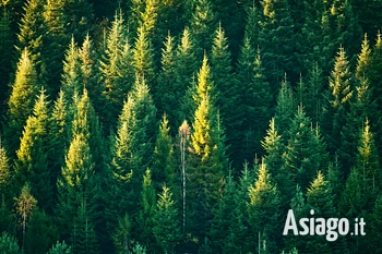 Escursione tra gli alberi monumentali a Le Melette