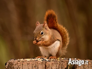 escursione guidata sulle tracce degli animali sull
