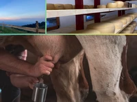 Experiences in Malga: milking test and dinner - Sunday 6 August 2023 from 17.00