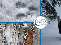 Hunting for tracks in the woods of Asiago - Sunday 24 March 2024 from 9.30 a.m.