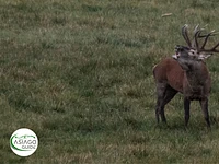 The roar of the Deer: listening to the King of the Forest - Saturday 23 September 2023 from 6.30 pm