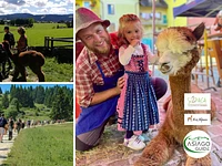 Asiago a passo d’alpaca - Domenica 10 Settembre dalle 10.00