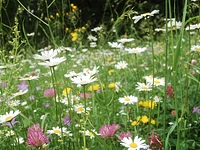 "Andar per erbe… meditando" passeggiata botanica e meditazione nel bosco a Selvart - Mezzaselva, sabato 23 agosto 2025 

