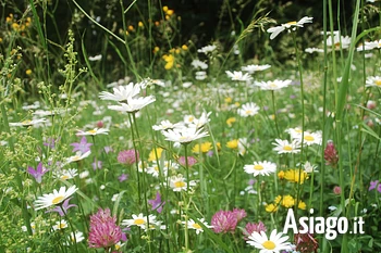 Andar per erbe meditando sull'Altopiano di Asiago Sette Comuni