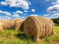 Festa della trebbiatura a Canove