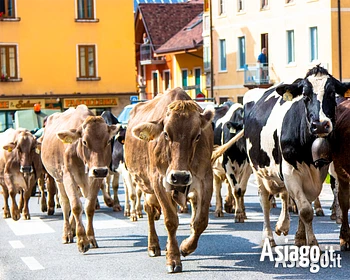 La Transumanza sull'Altopiano di Asiago