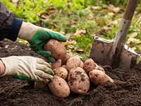 Laboratorio di raccolta patate a Treschè Conca