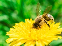 Geführte Exkursion "Zwischen Bienen, Blumen und Kräutern" - Roana, 5. August 2023