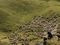 Storie di pastori e dei loro cani - Sabato 2 settembre 2023 dalle 9.30