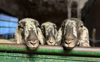 cena del pastore a malga col del vento