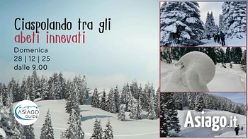w63 ciaspolando tra gli abeti innevati 28 12 25
