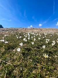 Das Erwachen der Natur auf dem Plateau der Sieben Gemeinden