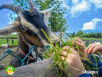 Geführte Farmtour im Il Cason delle Meraviglie - 28. juli 2024