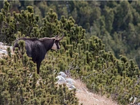 Among the labyrinths of mountain pine - Sunday 27 August 2023 from 9.30 am