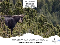 Serata divulgativa "Vita selvatica: gli ungulati delle nostre montagne" con Asiago Guide - Mezzaselva, domenica 17 agosto 2025 

