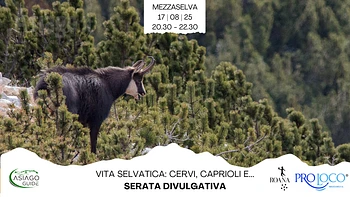 Serata divulgativa Vita Selvatica cervi caprioli