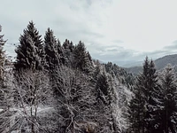 Blick auf den weiß getünchten Wald hinter dem Hotel