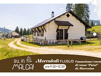 UP, TO THE MALGA! "We know the horses of the Paint breed of Marcesina" guided excursion - Wednesday 9 July 2025