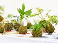 "KOKEDAMA - SUMMER EDITION" laboratorio per adulti a Treschè Conca - 19 agosto 2025