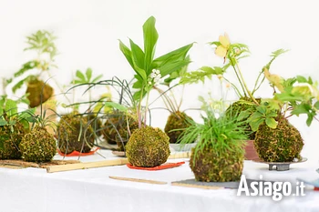 Laboratorio di Kokedama sull'Altopiano di Asiago