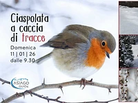 W32 Ciaspolata a caccia di tracce 11 01 26