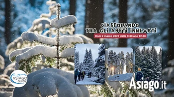 Ciaspolata tra gli abeti innevati