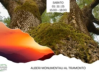 Monumentale Bäume bei Sonnenuntergang | Samstag, 1. November 2025 ab 15.00 Uhr