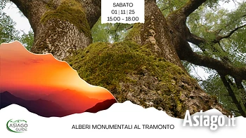 alberi monumentali al tramonto