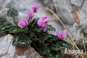 Ciclamini sull'Altopiano di Asiago