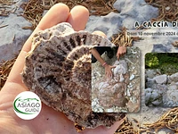 A caccia di Fossili | Domenica 10 novembre 2024 dalle 9.30