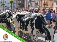 La transumanza di Asiago 28 settembre 2025