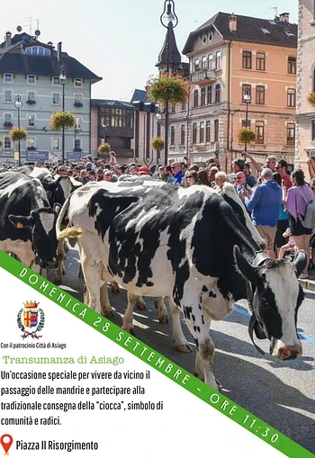 La transumanza di Asiago 28 settembre 2025