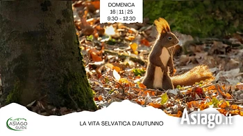 vita selvatica autunno