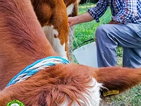 Nonno luigino munge la mucca a il cason delle meraviglie