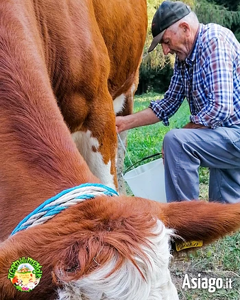 Nonno luigino munge la mucca a Il Cason delle Meraviglie