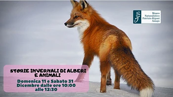 Storie invernali di alberi e animali: gioca escursione per famiglie con il Museo Naturalistico di Asiago - 11 dicembre 2022