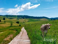 Mucca al pascolo durante la stagione estiva
