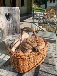 Basket of freshly picked drum clubs in the woods