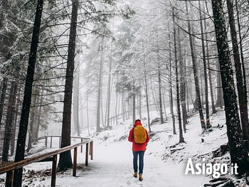 Avventura nella foresta sull'Altopiano di Asiago escursione guidata