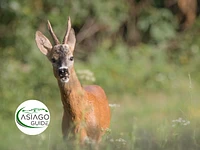  Tierbegegnungen bei Sonnenuntergang - Samstag, 4. Mai 2024 ab 18.00 Uhr