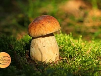 Woods and mushrooms: the magic of autumn - Sunday 19 November 2023 from 9.30 am