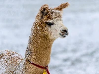 "Alpaca pass in Cesuna in winter" guided hike - December 26, 2023