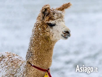 A passo d'alpaca d'inverno escursione guidata sull'Altopiano di Asiago