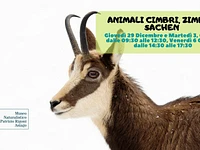 Naturalistic excursion for families "Cimbri Animals, Zimbar Sachen" with the Naturalistic Museum of Asiago - January 3 2023