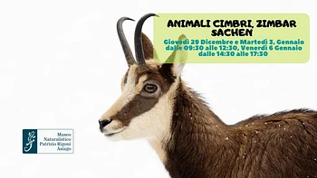 Escursione naturalistica per famiglie "Animali Cimbri, Zimbar Sachen" con il Museo Naturalistico di Asiago
