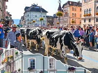 La transumanza di Asiago con la mandria di Malga Pian di Granezza - Asiago, domenica 27 settembre 2026